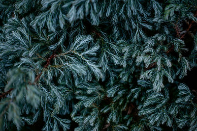 Close-up of an evergreen plant. nature background 