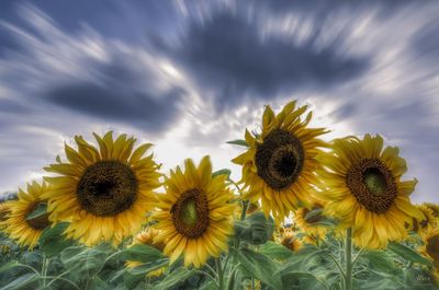 Close-up of sunflower on field against sky
