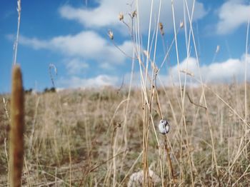 Close-up of crops on field against sky