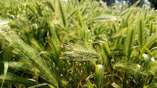 Close-up of wheat growing on field