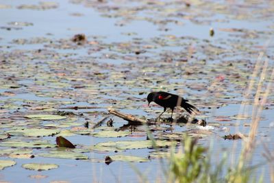 High angle view of red-winged blackbird in swamp at edwin b forsythe national wildlife refuge