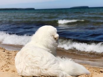 Close-up of dog on beach