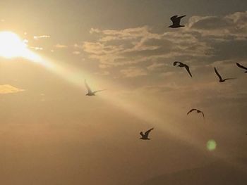 Low angle view of birds flying in sky