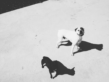 High angle view of dogs with shadow on footpath