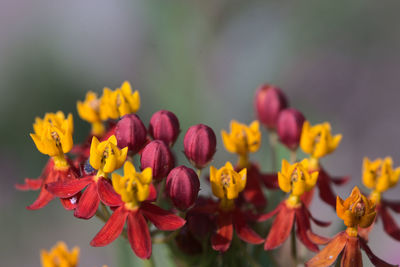 Yellow, red and purple plant parts