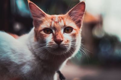 Close-up portrait of cat