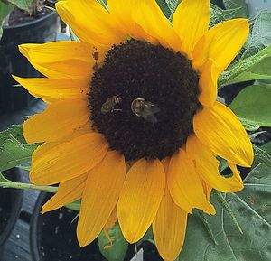 Close-up of sunflower blooming outdoors