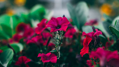 Close-up of red flowering plants