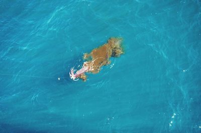 High angle view of squid on fishing rod in blue sea