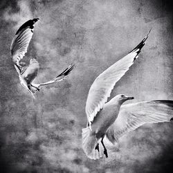 Low angle view of birds flying in sky