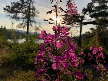 Close-up of pink flowering plant