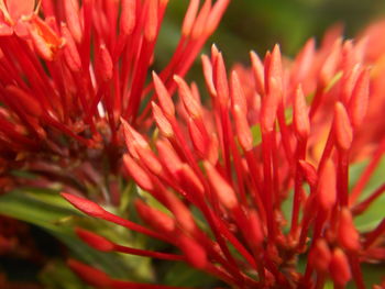 Close-up of red flower