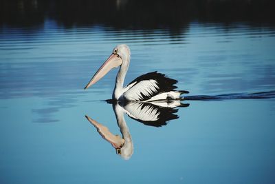 Side view of pelican swimming in lake