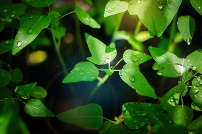 Close-up of raindrops on leaves