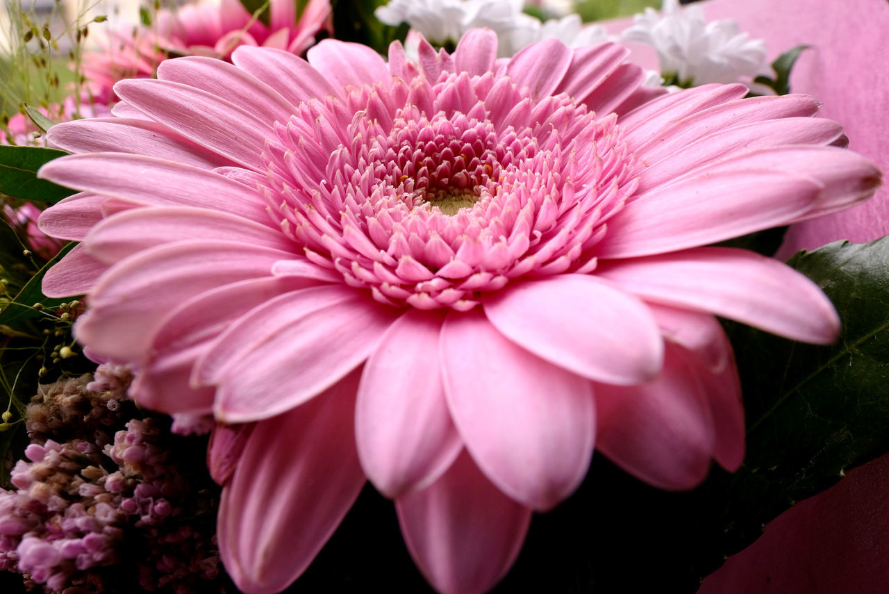 flower, flowering plant, plant, freshness, beauty in nature, pink, petal, flower head, fragility, inflorescence, close-up, growth, nature, floristry, no people, pollen, focus on foreground, outdoors, city car, day, macro photography, blossom, botany, springtime, magenta