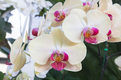 Close-up of pink orchid blooming outdoors