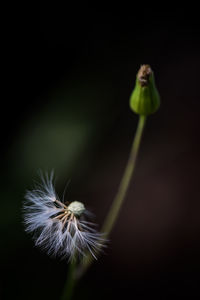 Extreme close up of dandelion