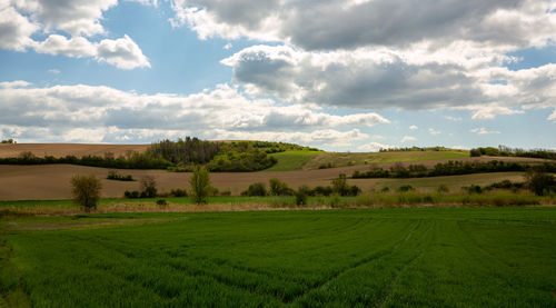 Scenic view of agricultural field against sky