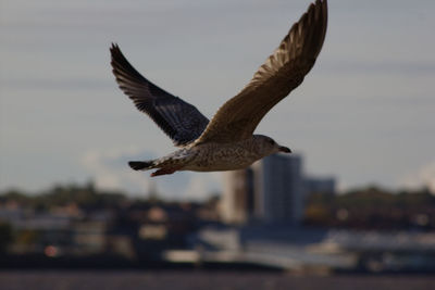 Close-up of bird flying against sky in city