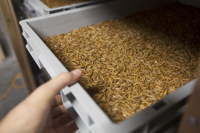 Close-up of person preparing food