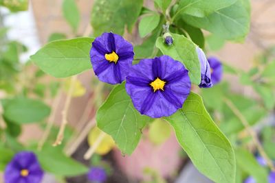 Close-up of purple flowers blooming outdoors