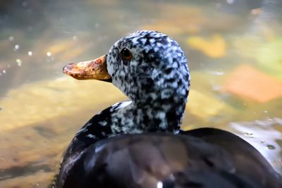 Close-up of duck swimming in lake