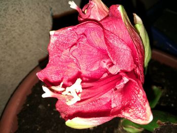 Close-up of pink rose