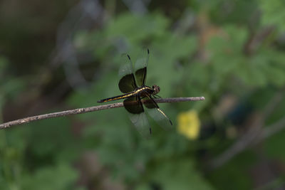 Close-up of dragonfly on plant