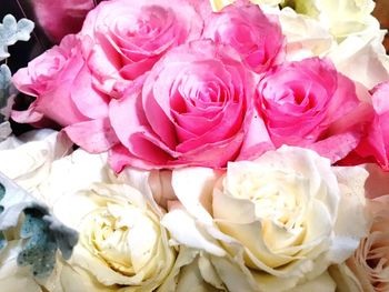 Close-up of pink roses