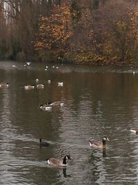 Ducks swimming in lake
