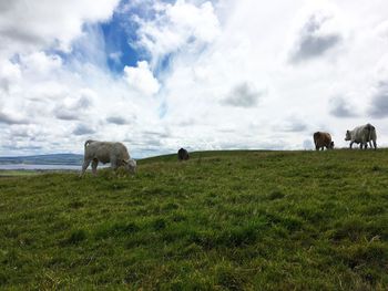 Horses grazing in a field