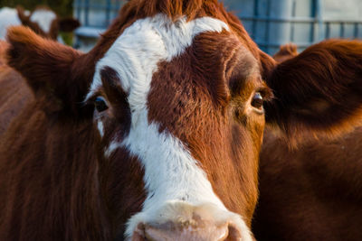 Close-up portrait of cow