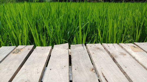 Plank wooden on field rice