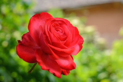 Close-up of red rose