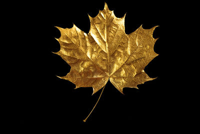 Close-up of maple leaf against black background