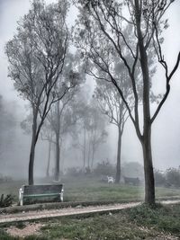 Trees on field against sky