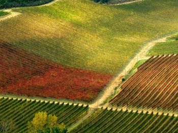 Full frame shot of crop field