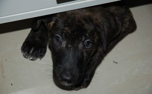 Close-up portrait of black dog