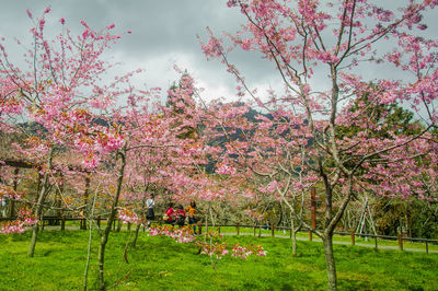 Pink flowers on tree