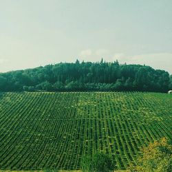 Scenic view of vineyard