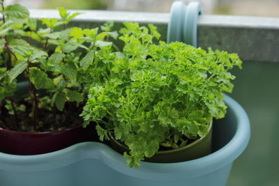 Close-up of potted plant in container