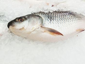 Close-up of fish on ice