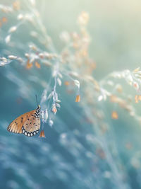 Close-up of butterfly pollinating flower