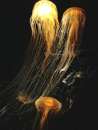 Close-up of illuminated light over black background