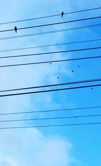 Low angle view of birds perching on power line