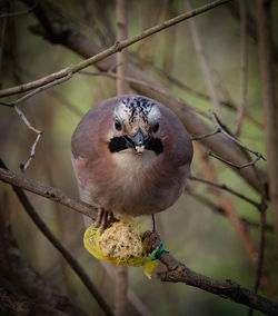 Close-up of bird perching on branch