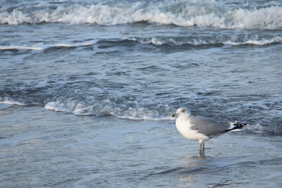Seagull on beach