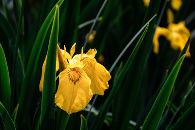 Close-up of yellow flower blooming outdoors