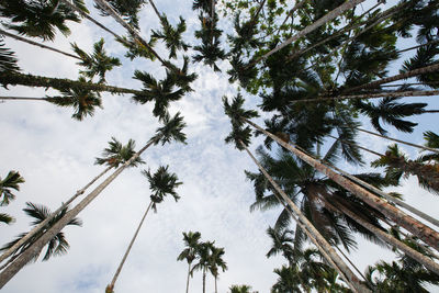 Low angle view of trees against sky