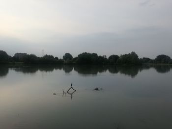 Swans swimming in lake against sky during sunset